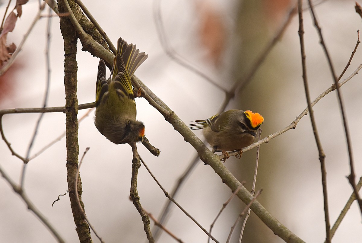 králíček zlatohlavý - ML645103264