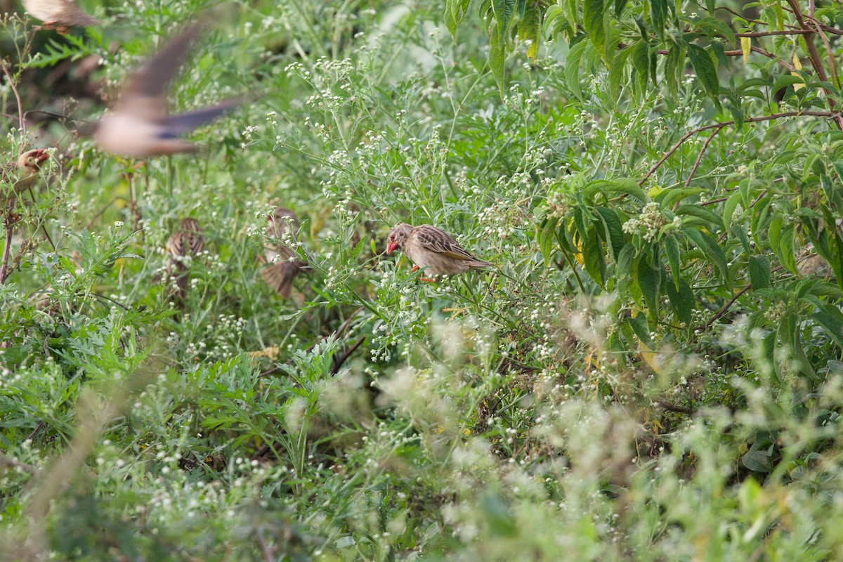 Red-billed Quelea - ML645103269