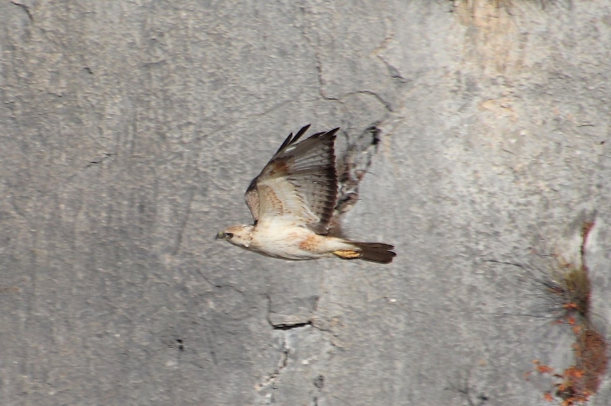 Long-legged Buzzard (Atlas) - ML645103274