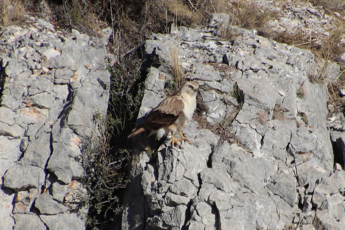 Long-legged Buzzard (Atlas) - ML645103275