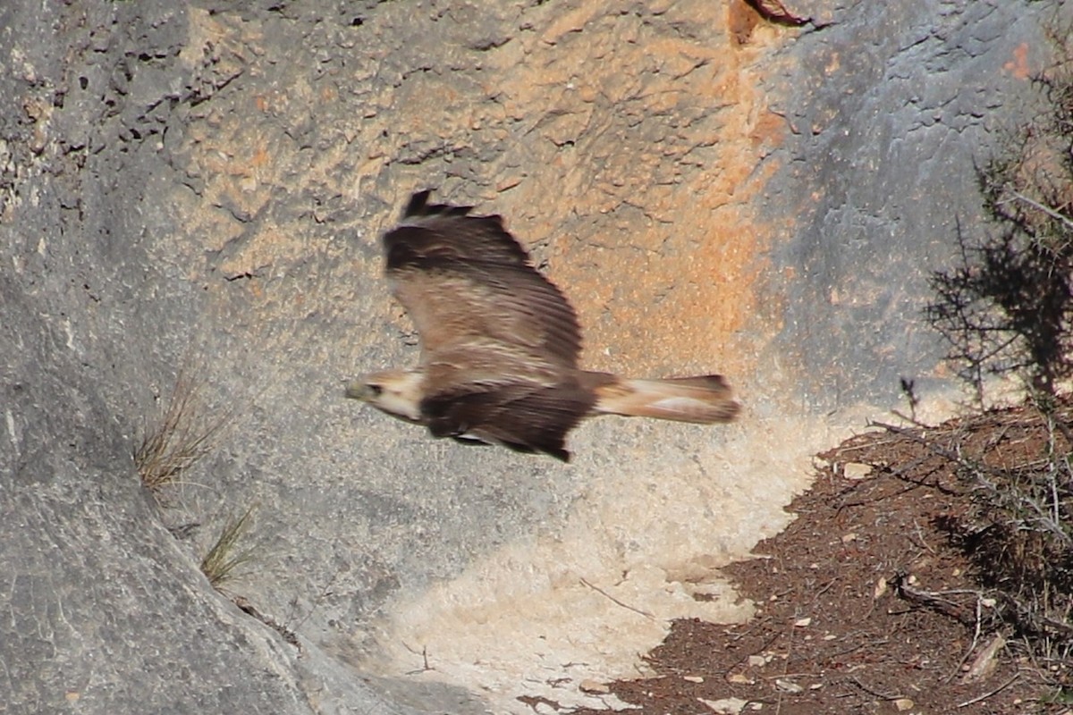 Long-legged Buzzard (Atlas) - ML645103276