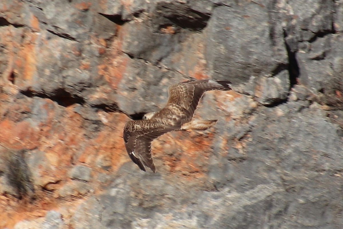 Long-legged Buzzard (Atlas) - ML645103277