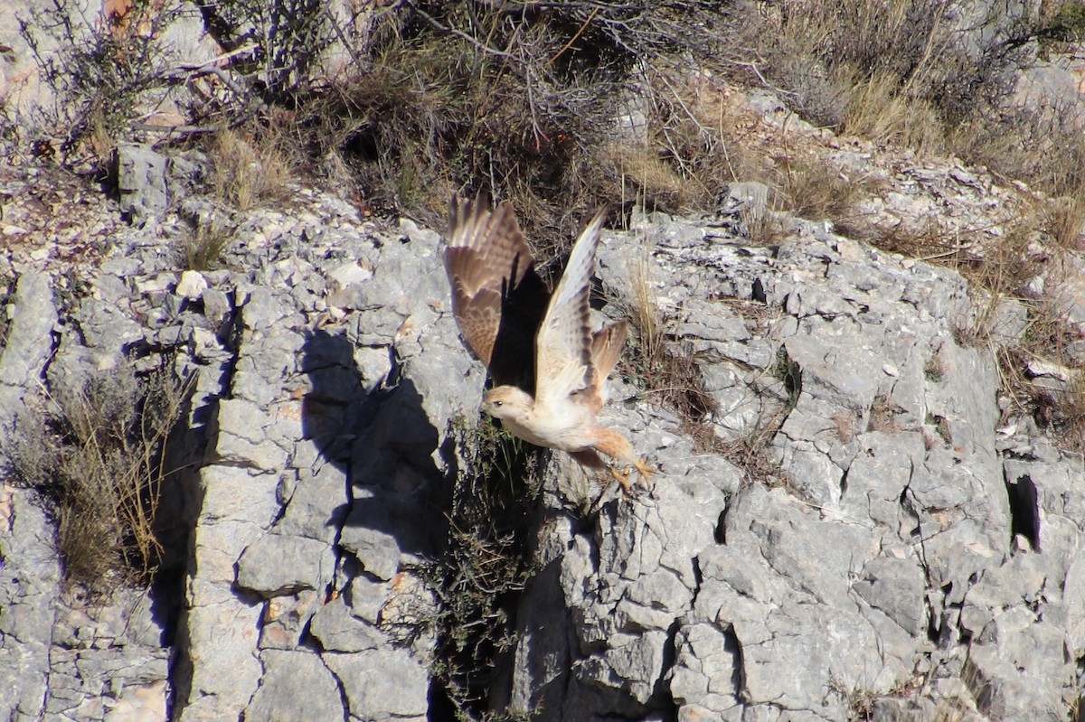 Long-legged Buzzard (Atlas) - ML645103278