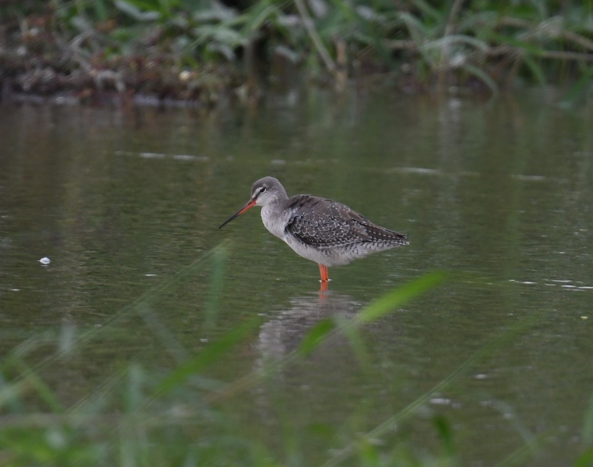 Spotted Redshank - ML645103285