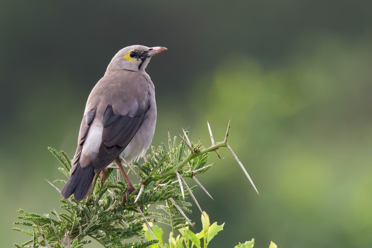 Wattled Starling - ML645103292