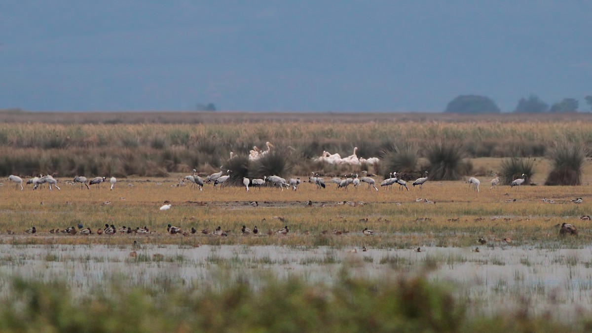 Common Crane - ML645103296