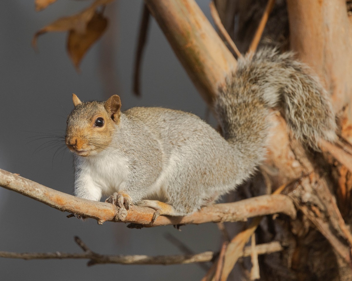 Eastern Gray Squirrel - ML645103301