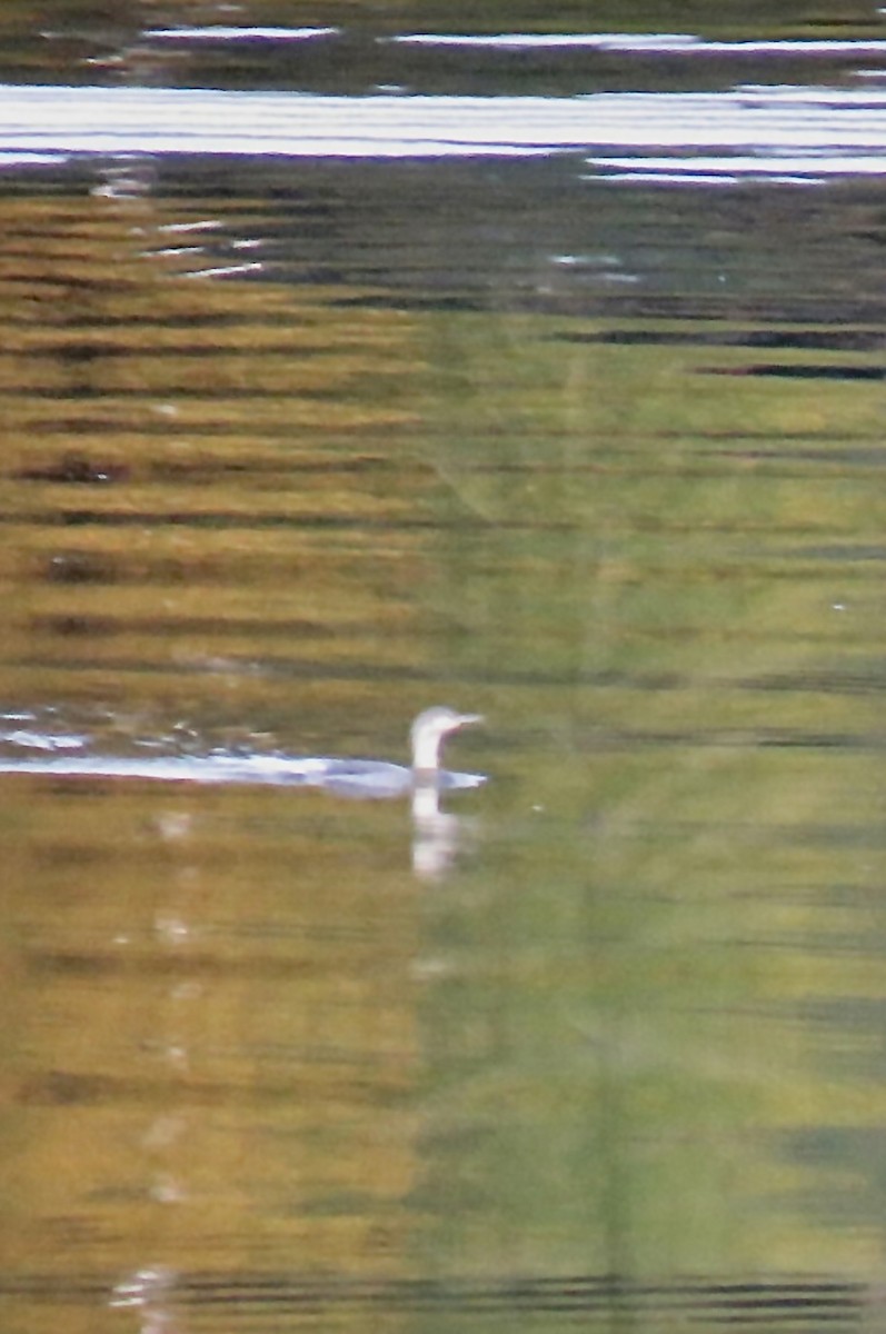 Red-throated Loon - ML645103302