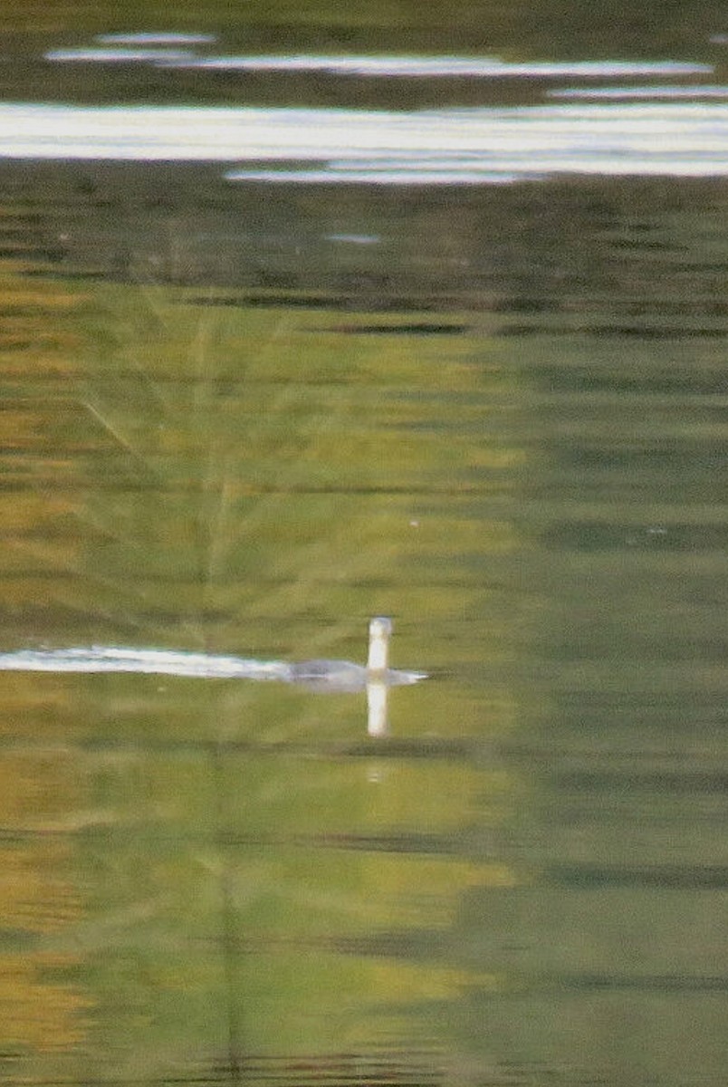 Red-throated Loon - ML645103303