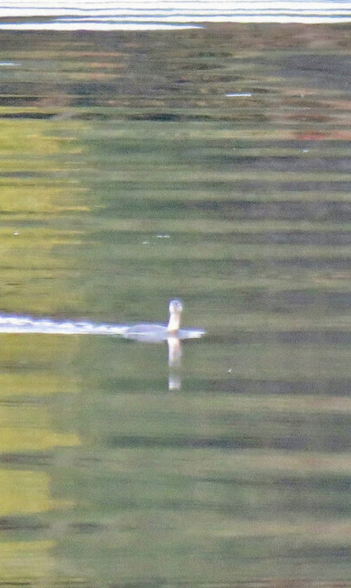 Red-throated Loon - ML645103304