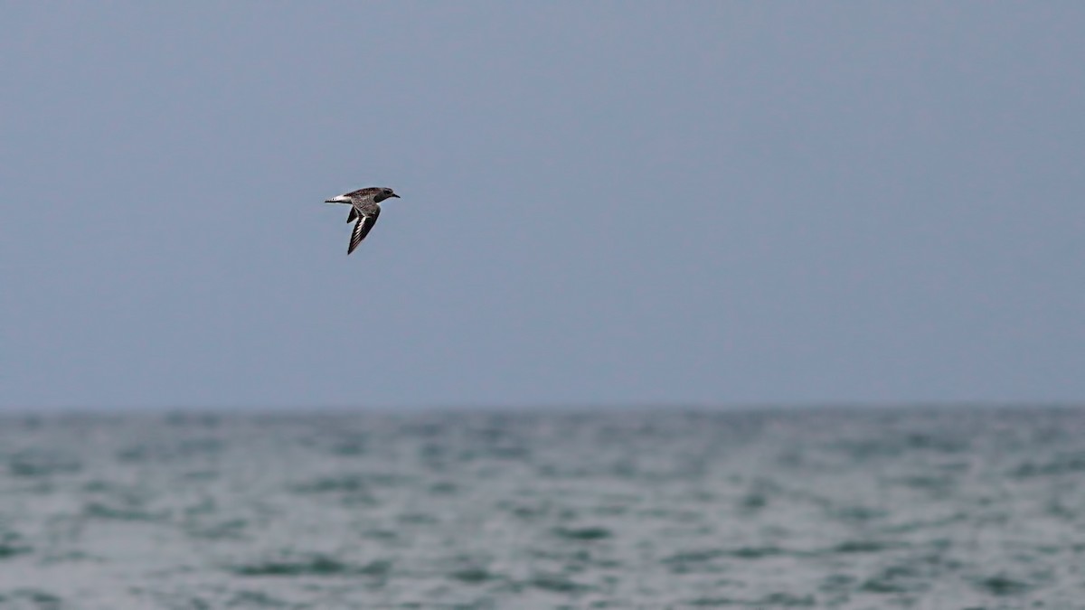 Black-bellied Plover - ML645103305