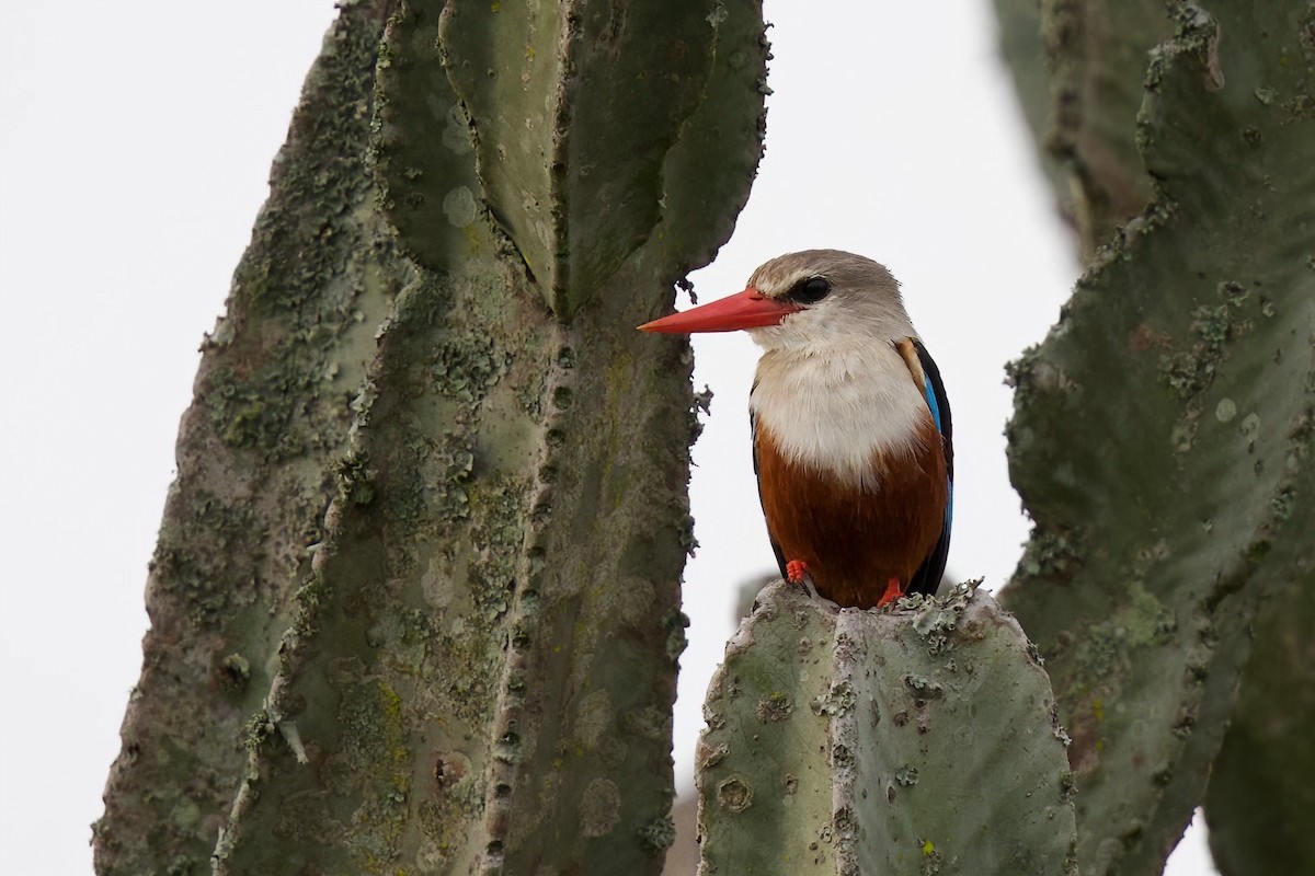 Martin-chasseur à tête grise - ML645103306