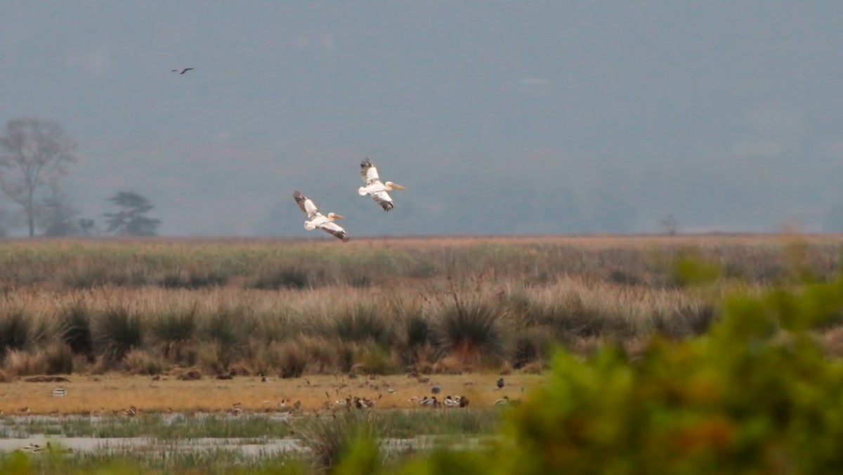 Great White Pelican - ML645103316