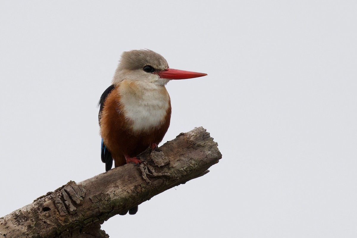 Martin-chasseur à tête grise - ML645103318