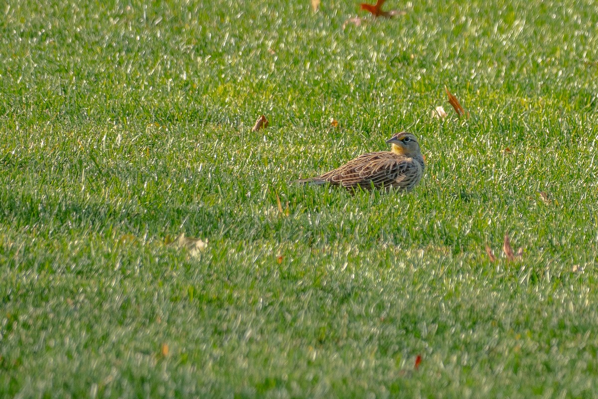 Eastern Meadowlark - ML645103321