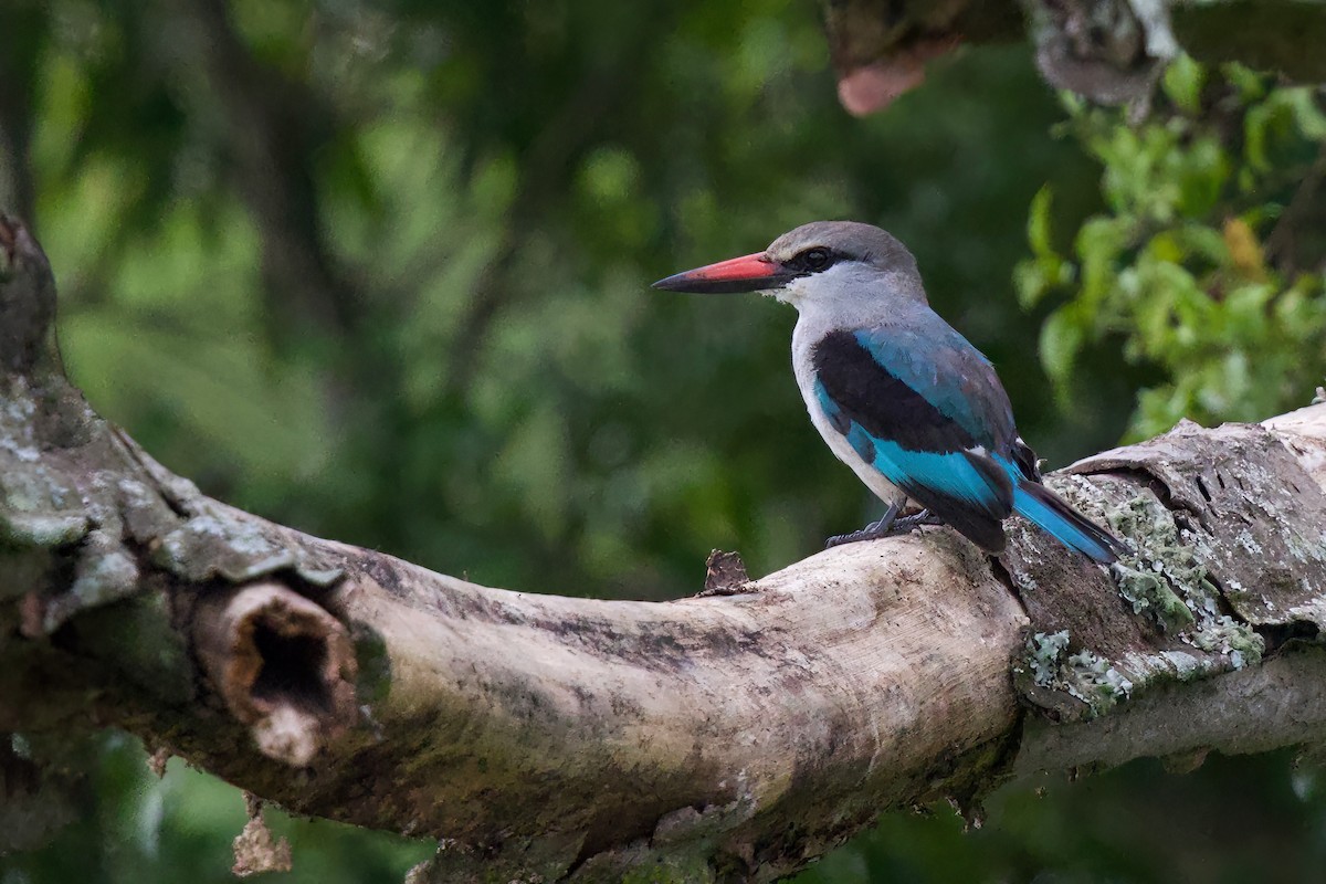 Woodland Kingfisher - ML645103329