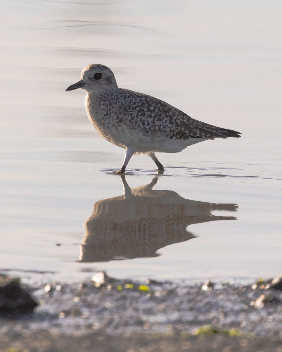 Black-bellied Plover - ML645103348