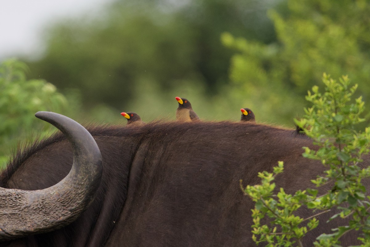 Yellow-billed Oxpecker - ML645103349