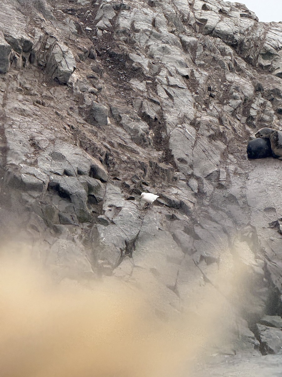 Snowy Sheathbill - ML645103351