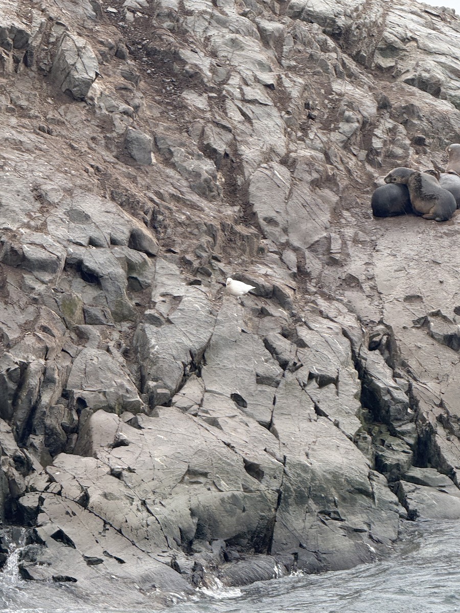 Snowy Sheathbill - ML645103352