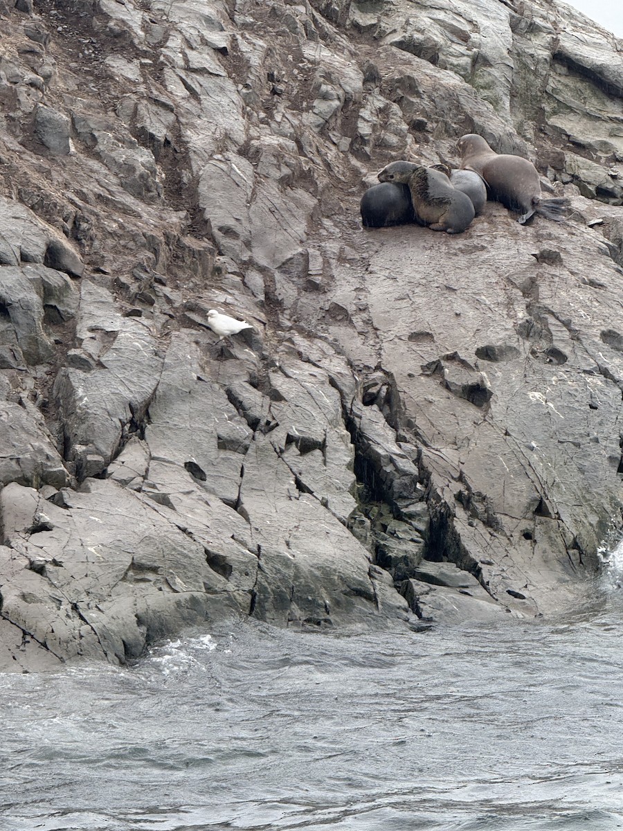 Snowy Sheathbill - ML645103353