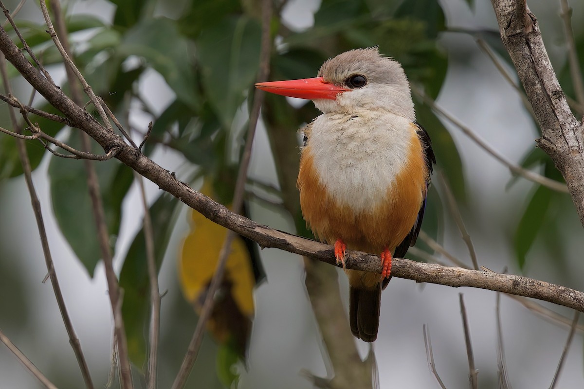 Martin-chasseur à tête grise - ML645103355