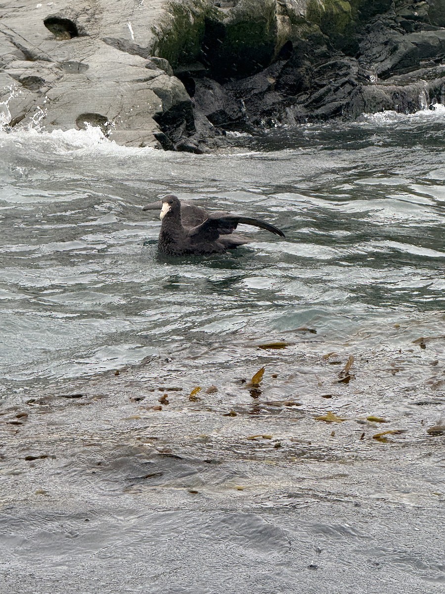 sørkjempepetrell - ML645103357