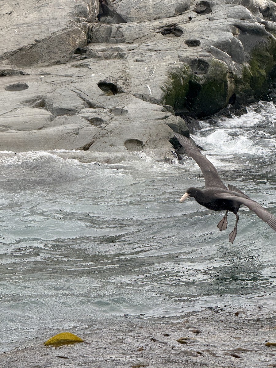 sørkjempepetrell - ML645103358