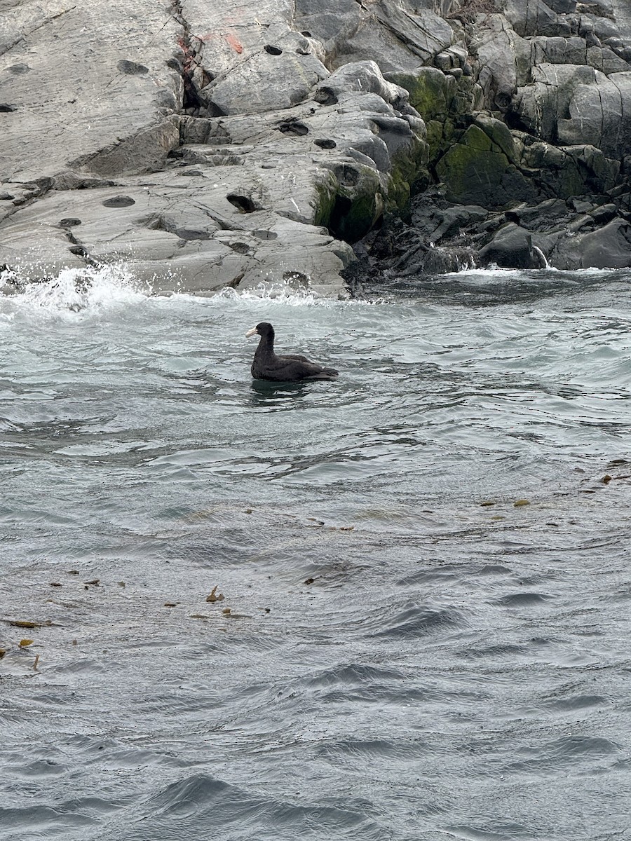 sørkjempepetrell - ML645103359