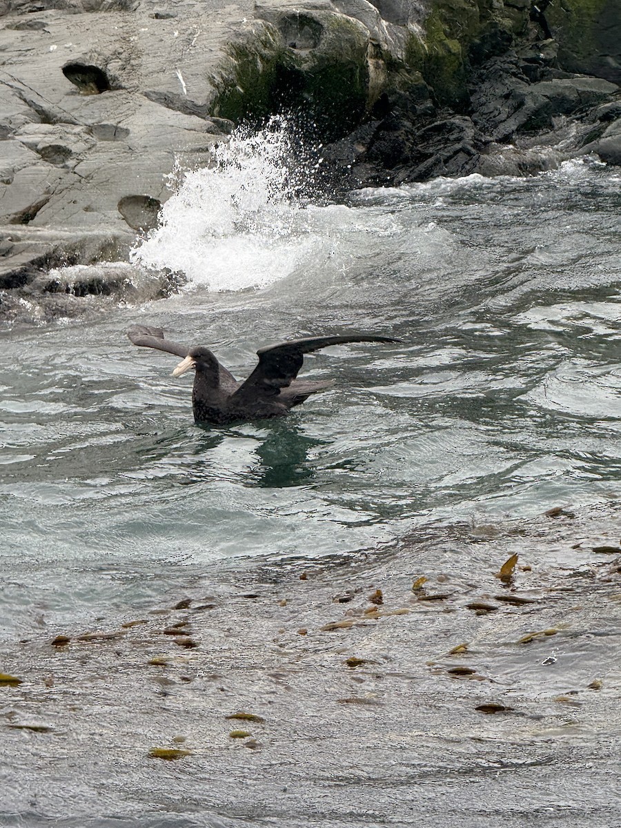 sørkjempepetrell - ML645103360