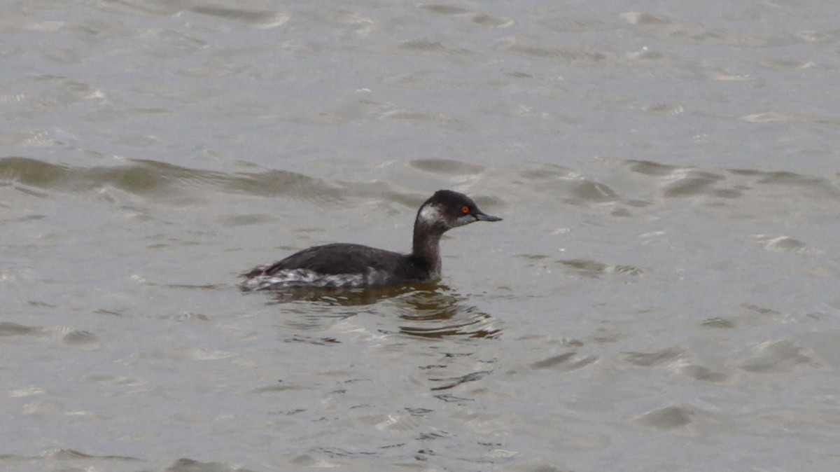 Eared Grebe - ML645103361