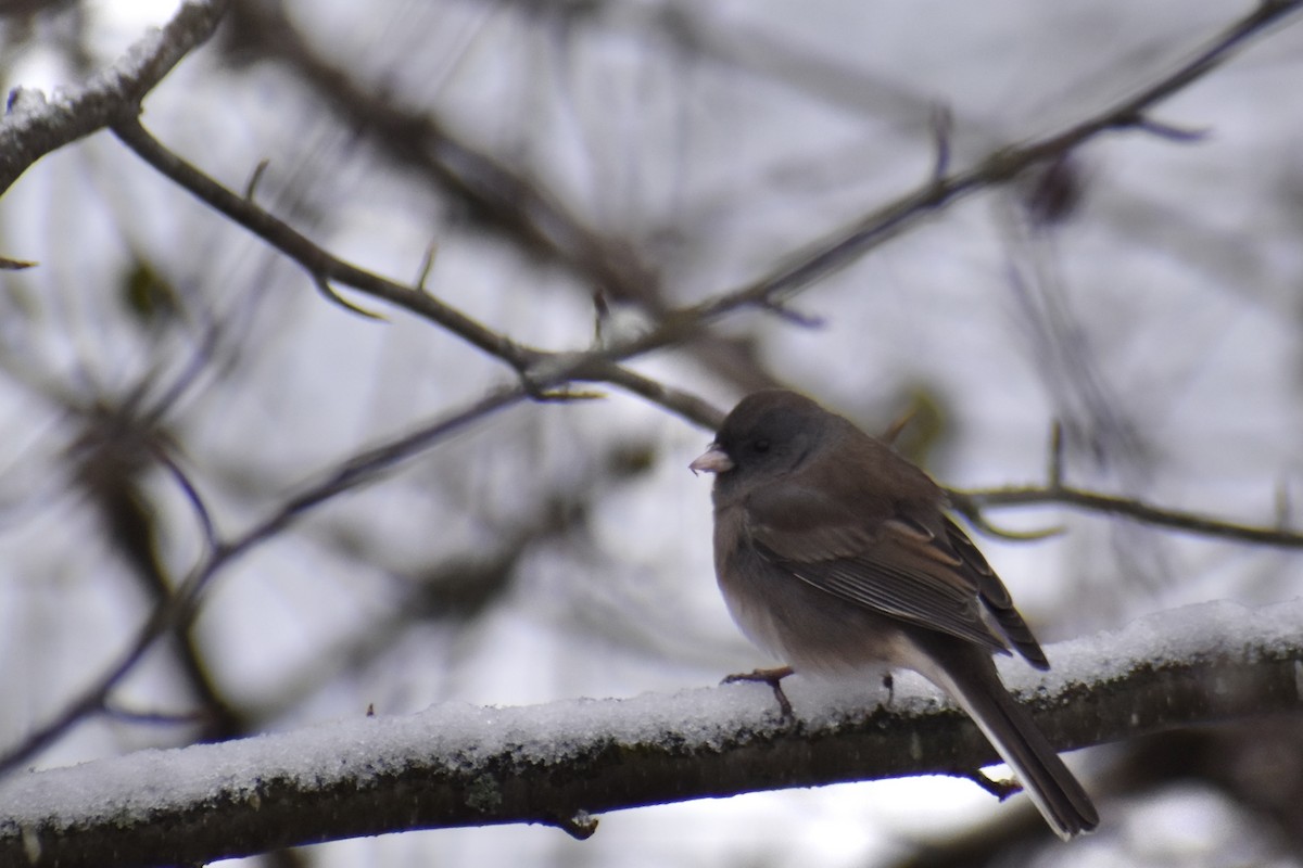 Junco Ojioscuro (Pizarroso) - ML645103375