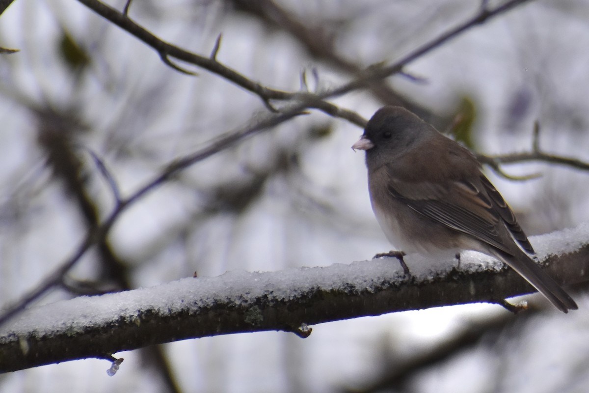 Junco Ojioscuro (Pizarroso) - ML645103376