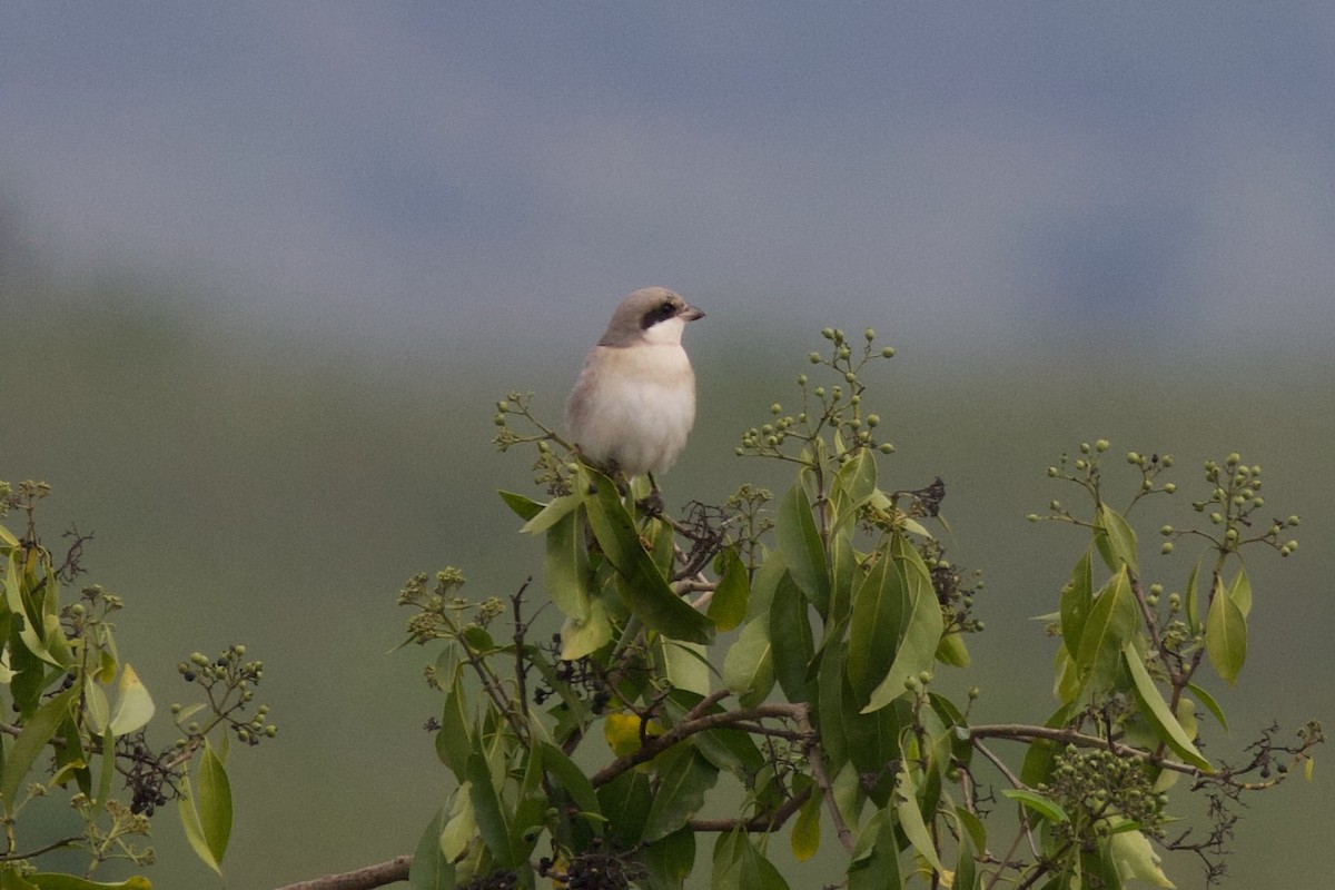 Чернолобый сорокопут - ML645103385