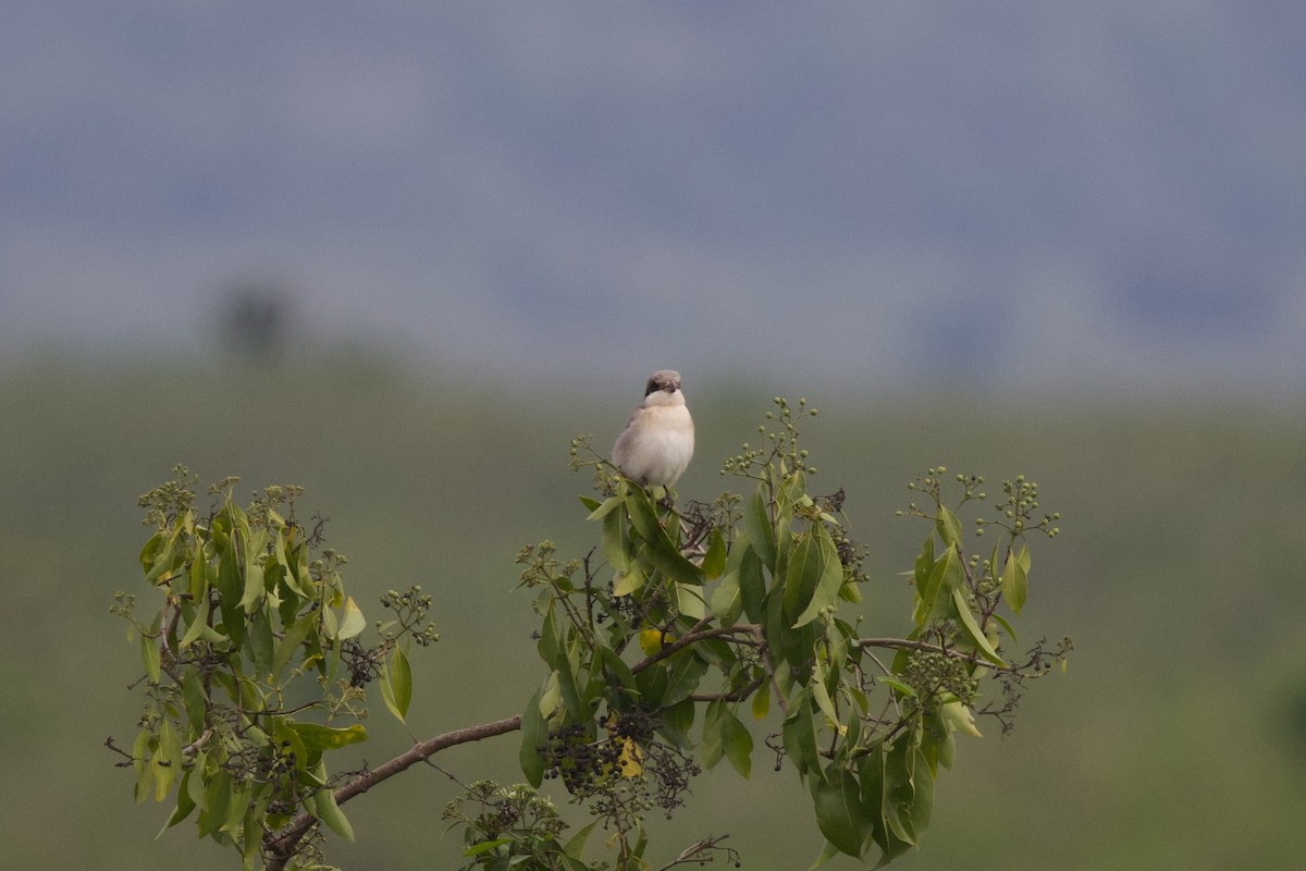 Чернолобый сорокопут - ML645103386