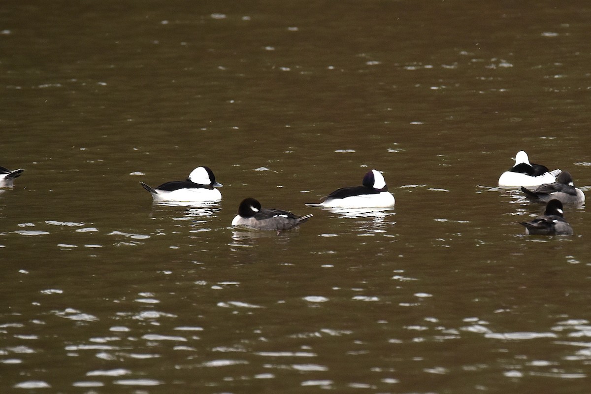 hohol bělavý - ML645103391