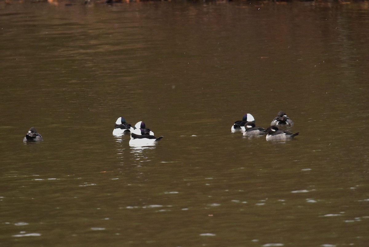 hohol bělavý - ML645103392