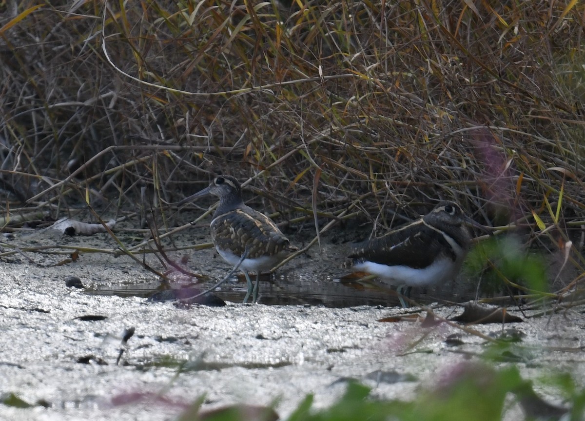 Greater Painted-Snipe - ML645103399