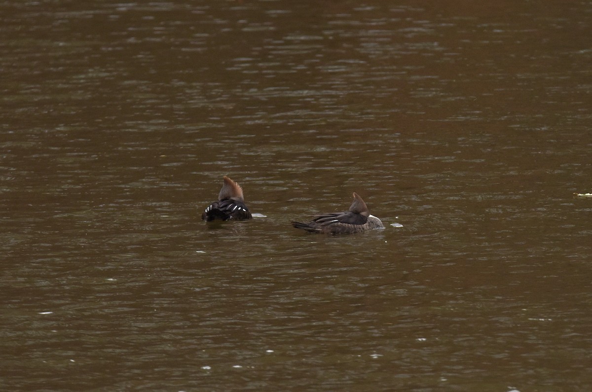 morčák chocholatý - ML645103404