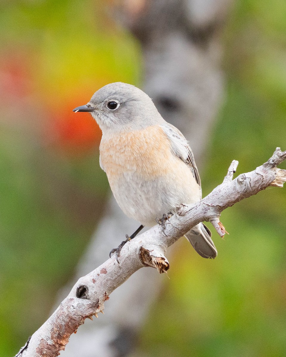 Western Bluebird - ML645103406