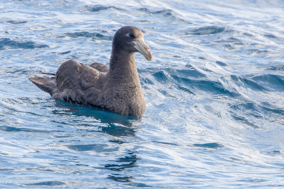 Northern Giant-Petrel - ML645103407