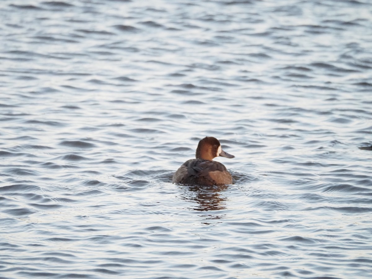 スズガモ - ML645103415