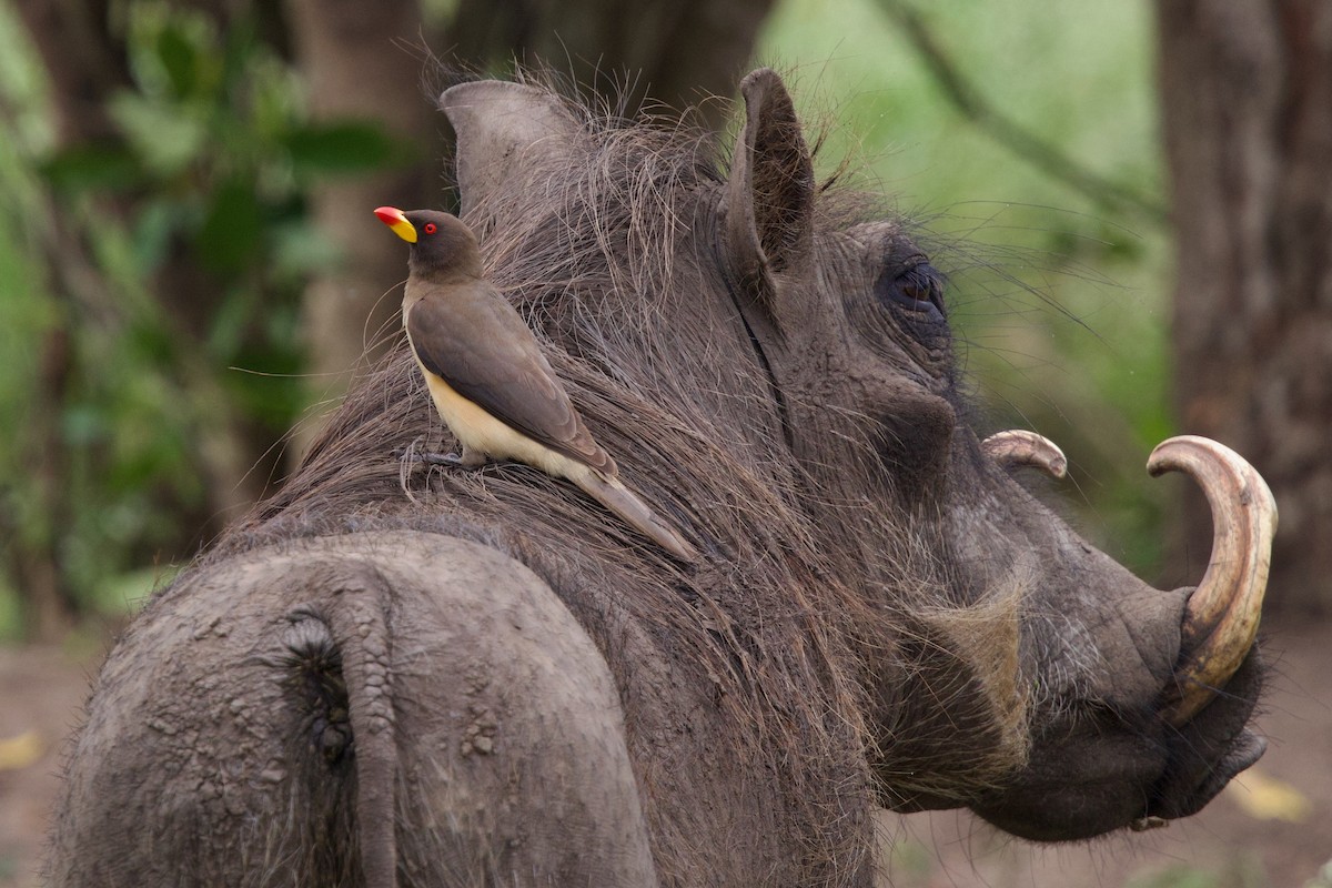 Yellow-billed Oxpecker - ML645103429