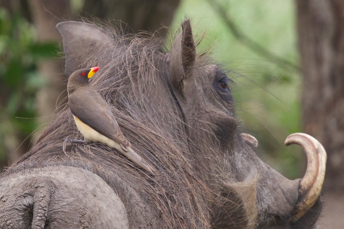 Yellow-billed Oxpecker - ML645103430