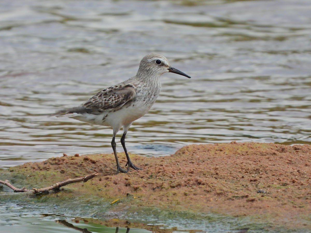 Weißbürzel-Strandläufer - ML645103444