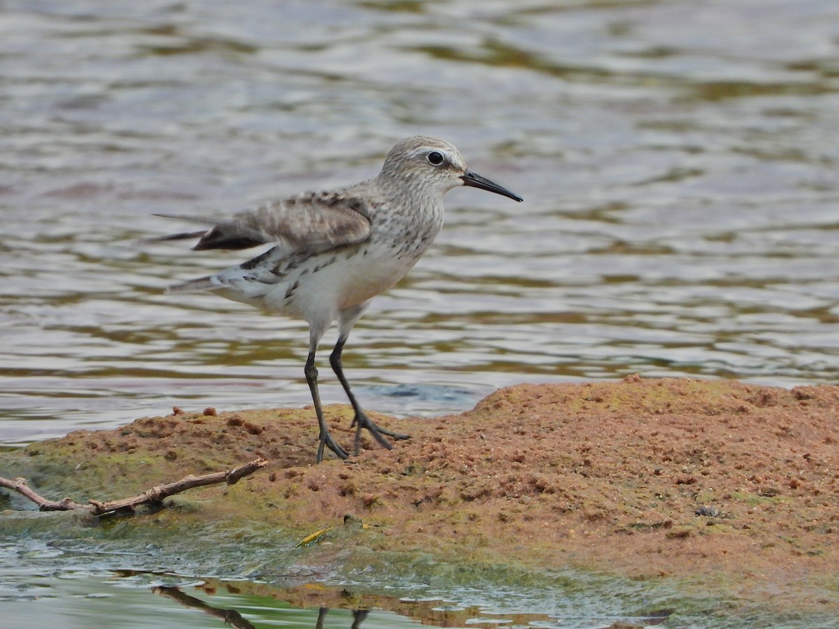 Weißbürzel-Strandläufer - ML645103445