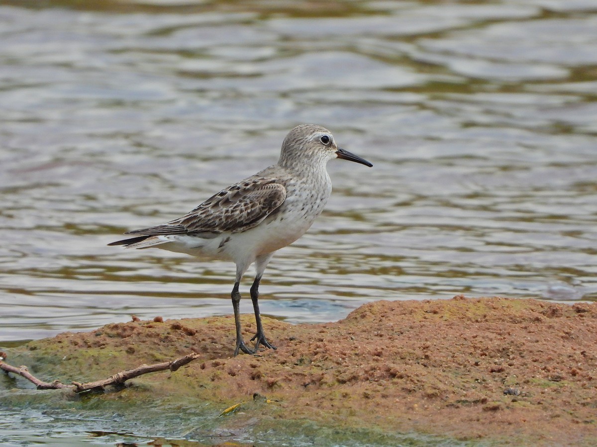 Weißbürzel-Strandläufer - ML645103446