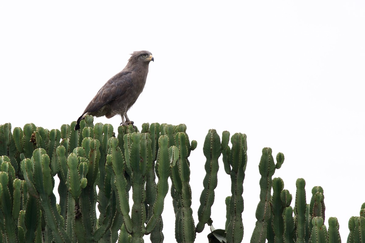 Batılı Çizgili Yılan Kartalı - ML645103447