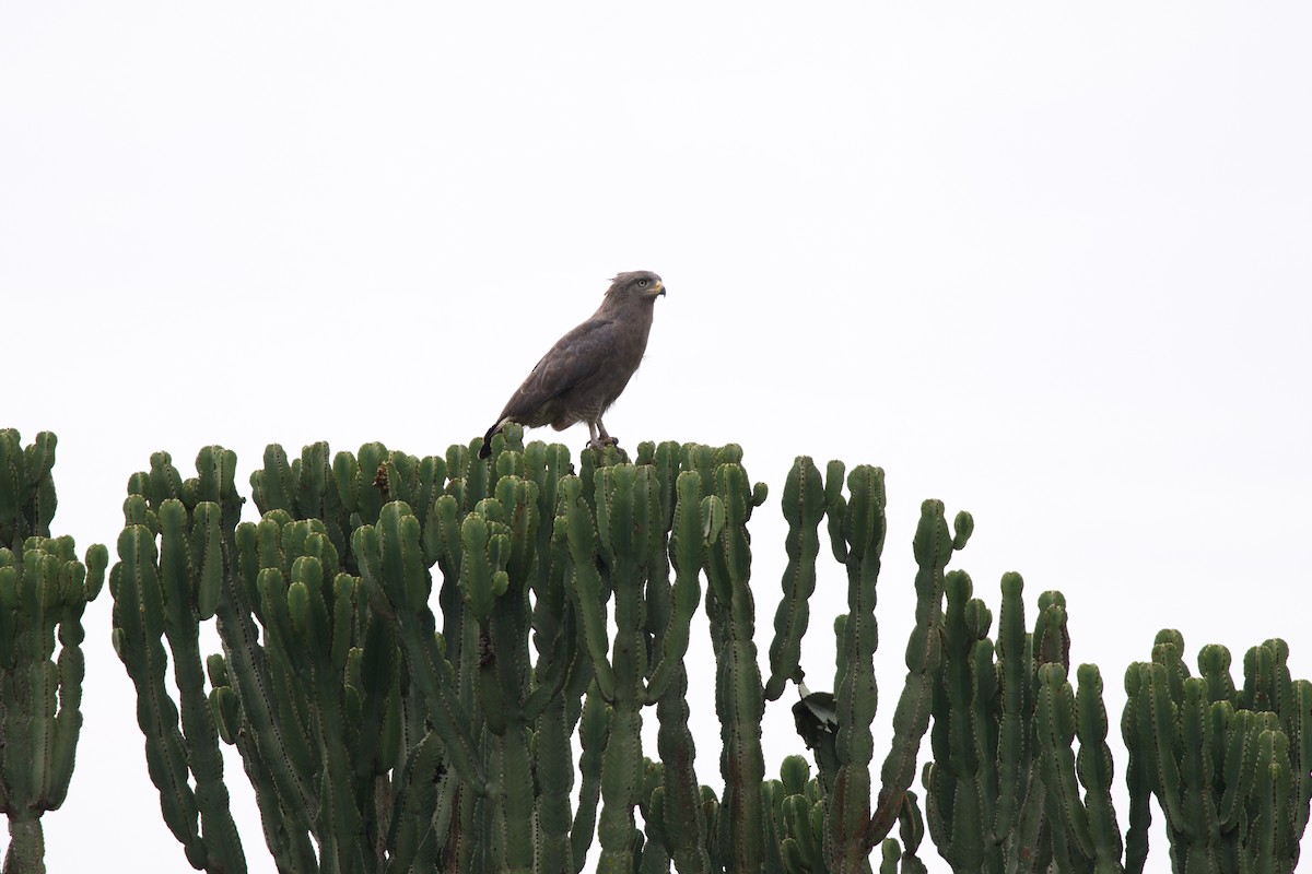 Batılı Çizgili Yılan Kartalı - ML645103448