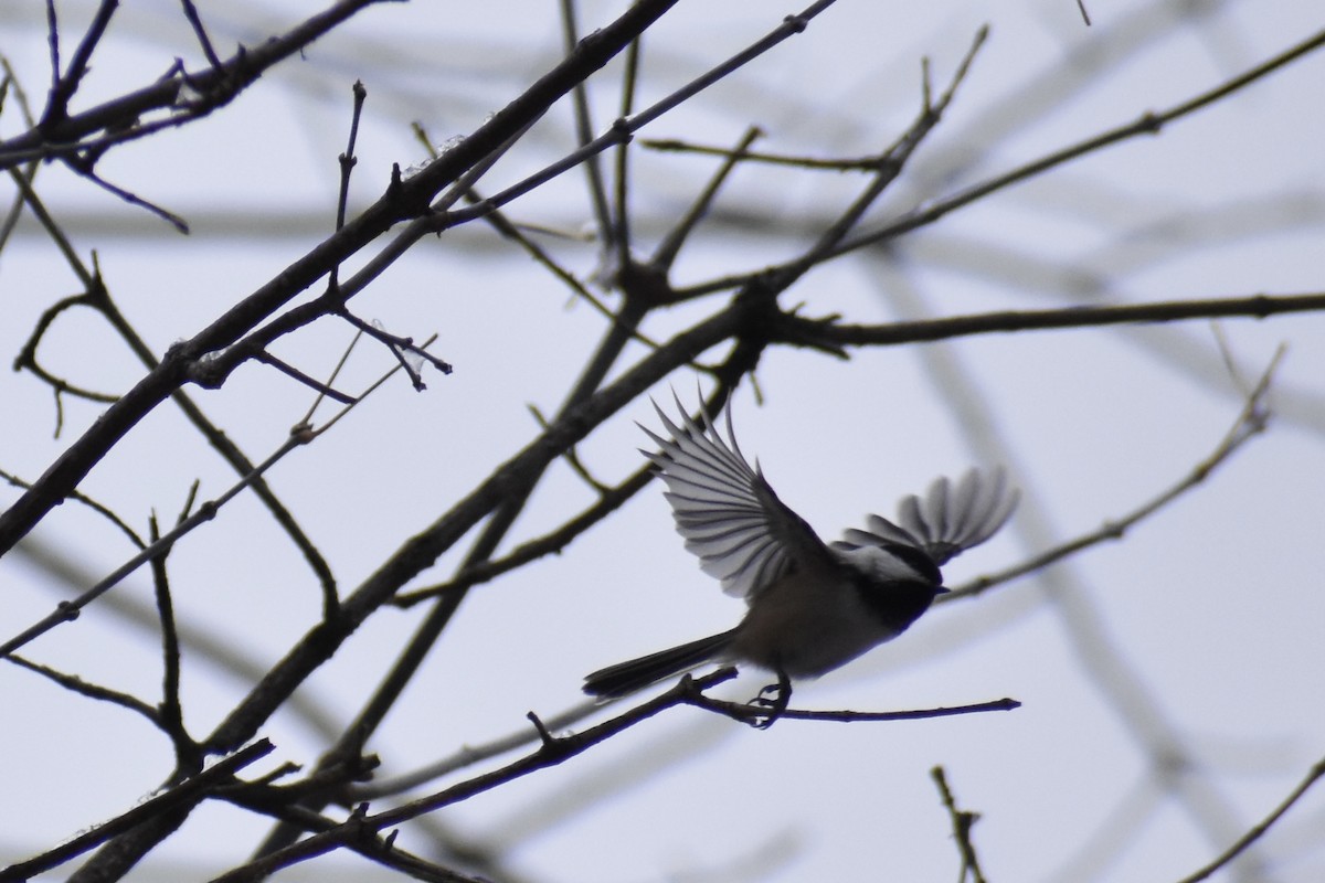 Black-capped Chickadee - ML645103478